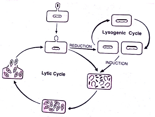 Lysogenisation in lambda phage reproduction